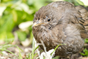 A juvenile blackbird suffering from suspected trichomoniasis (or canker), a disease caused by the protozoa trichomonas gallinae. Infected birds have difficulty eating and looked ruffled or puffed up.