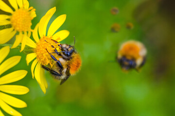 Honey Hunt - Bees and Flowers