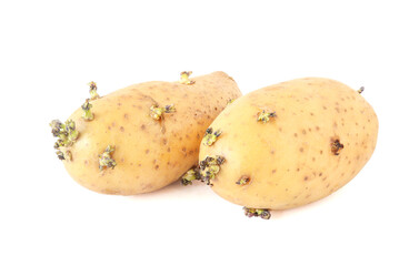 Potatoes with sprouts for planting isolated on white