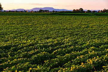 Closeup of green plants of soybean on field. Agricultural sunset landscape