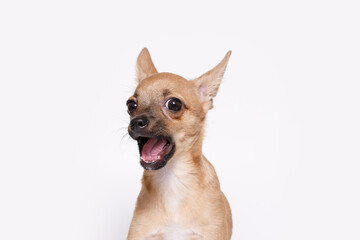 Funny smiling dog on white background. Lovely fluffy puppy of chihuahua. Free space for text.