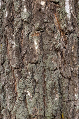 Fototapeta premium Wooden texture birch tree of dark, rough tree bark brown color.