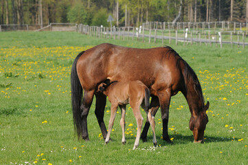 American Quarter Horse