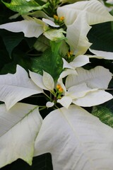 White poinsettia flowers growing in the meadow.