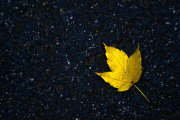 Yellow autumn leaf on the asphalt.