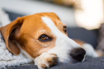 Adult male beagle dog resting in garden furniture. Shallow depth of field. Canine theme