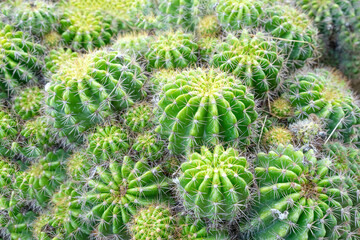 Beautiful cactus in garden. Widely cultivated as an ornamental plant.