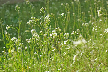 White long flowers on a green meadow. Summer field.