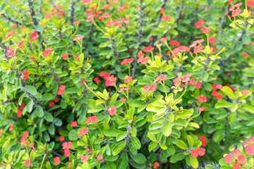 Poi Sian and red flowers are blooming in the ornamental garden.