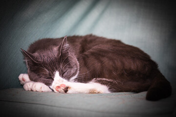 young gray and white cat lying on an armchair