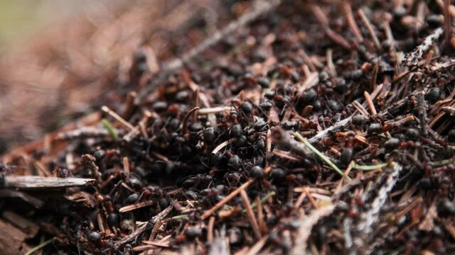 Forest anthill in closeup