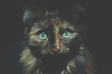 black cat portrait