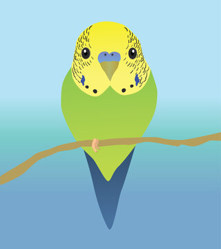 A vector illustration of a very cute budgie. The parakeet is sittong on a perch and you see him from his belly. Both eyes are visible.