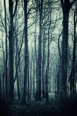 Fototapeta na wymiar trees in dark forest, mysterious landscape