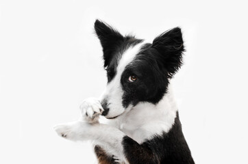 border collie funny portrait of a dog on a white background
