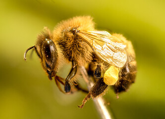 Bee