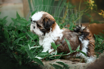 Naklejka na ściany i meble shih tzu dog photo shoot cute puppies lovely pet portrait magic light 