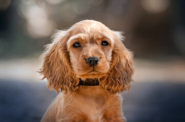 english cocker spaniel dog cute sad puppy magical portrait
