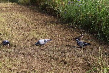 春の野原で餌を探すカワラバトとキジバト