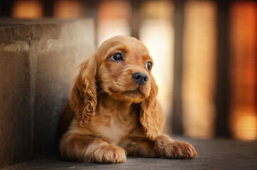 english cocker spaniel dog cute sad puppy magical portrait
 - obrazy, fototapety, plakaty