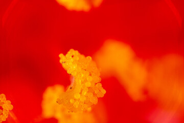 Stamen
