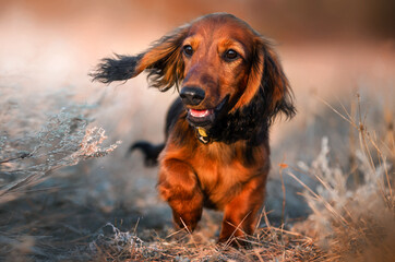 miniature long haired dachshund lovely portrait of cute ginger puppy
