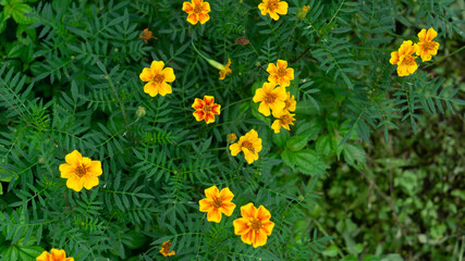 Obraz premium yellow garden