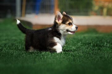 welsh corgi pembroke cute puppies walk in the garden photoshoot pet
