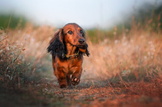 miniature long haired dachshund lovely portrait of cute ginger puppy
