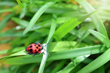 A cute red and black bug on the green grass in summer morning. Selective focus. Animal and wildlife concept.