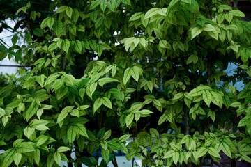 Obraz premium green leaves in the forest
