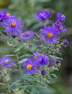 Amazing Asters