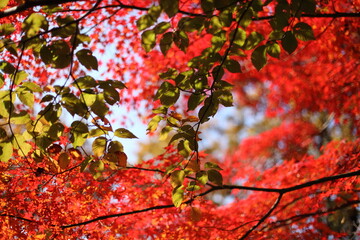 紅葉