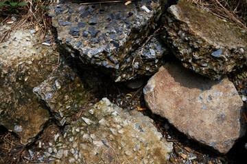 lichen on stone