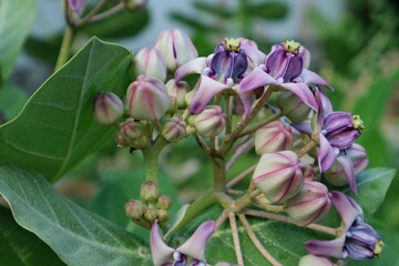 Purple Crown Flowers, Giant Indian Milkweed, with green leaves background. The typical kinds of flowers presented to the Teachers’ Day Observation.