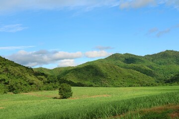 Beautiful view of farmland with sugar cane in the cane fields with mountain background. Nature and agriculture concept.