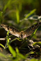 dragonfly on the grass