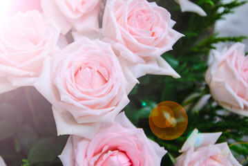 Beautiful white roses with lens flares