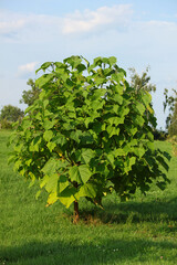 Paulownia tomentosa growing in the garden

