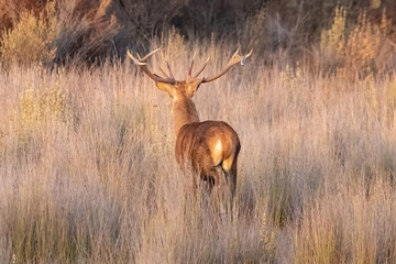 Rear view of a male deer in rutting season. Wild red deer (Cervus elaphus)