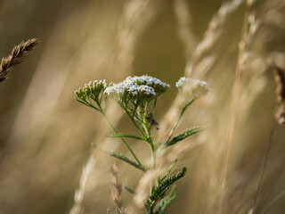 Closeup shot of achillea flowers in a field © Wolfgang Unger/Wirestock
