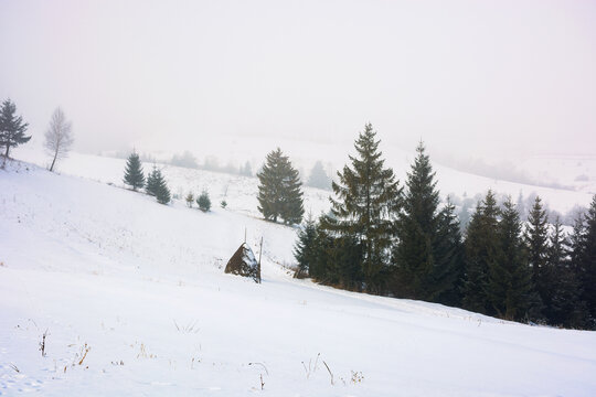 countryside winter scenery on a misty morning. coniferous trees on snow covered hills. mysterious atmosphere