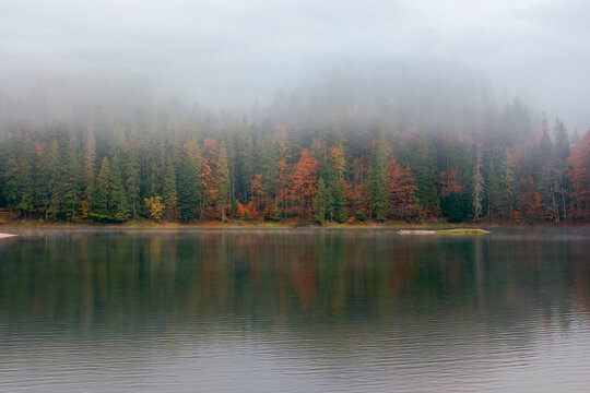 synevyr lake on a foggy morning. beautiful nature scenery of national park in autumn. mysterious atmosphere and cloudy sky. trees in colorful foliage reflecting in the water