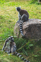 Two lemurs sitting on the rock