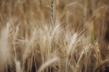 Field of wheat closeup