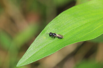 natural crossocerus insect macro photo