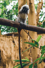 Cotton-top tamarin