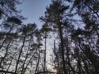 trees and sky