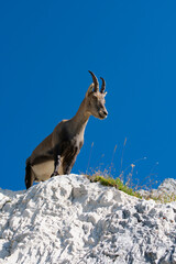 Ibex at Cima di Terrarossa (Alps in Friuli Venezia Giulia)
