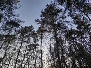 trees and sky